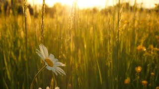 We made a beautiful wildflower meadow