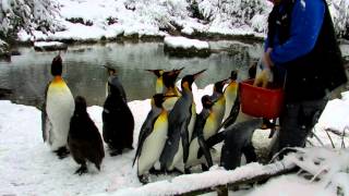 キングペンギンのお食事の時間