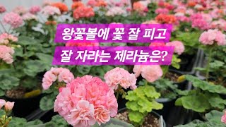 왕꽃볼에 꽃 잘 피고 잘 자라는 제라늄은? #도넛비비안느#프릴프릴스윗#아랑별비#좋을보배#봄노을#모카씨#바바라하인즈#송하얀겨울#pelargonium#flower