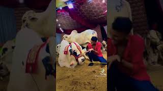 big cow 🐄 cow video qurbani cow#short video