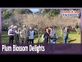 Hundreds of plum trees in full bloom at Taoyuan’s Jiaobanshan Plum Garden｜Taiwan News