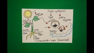 Let's Draw Photosynthesis!