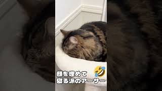 クセが凄い寝方_That’s a strong characteristic~. #Shorts #cat