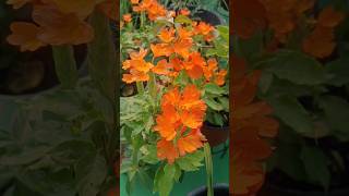 Crossandra Flowers