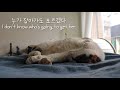 eng 고양이링웜 치료기간 비용 링웜 소독 팁 😻 cat ringworm