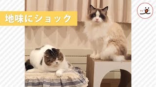 人間にはいい香りなんだけど…😂 ゆるゆる喧嘩中に気づいてしまったニャンコの一言に…【PECO TV】