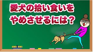 愛犬の拾い食いを治す方法【獣医師解説】