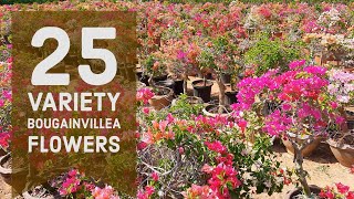 𝗕𝗼𝘂𝗴𝗮𝗶𝗻𝘃𝗶𝗹𝗹𝗲𝗮 𝗣𝗹𝗮𝗻𝘁 | 25 Varieties of Bougainvillea | 25 different types of Bougainvillea