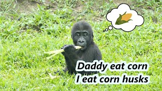 Little gorillas Jabali and Ringo tasted corn husks without corn.😂/ 小金剛猩猩Jabali 跟 Ringo吃不到玉米只能吃玉米皮