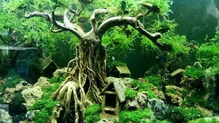 Tutorial Membuat Bonsai Aquascape Rasamala 2