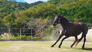 引っこ抜いた草が想像の10倍長くて慌てふためくスペさん【引退競走馬】