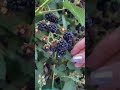 #picking #blackberries #shorts