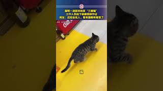 猫咪一进超市就装瘸变“三脚猫”，还挺会讹人的🤣 #搞笑