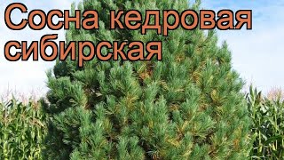 Сосна кедровая Сибирская (kedrovaya-sibirskaya) 🌿 обзор: как сажать, саженцы сосны Сибирская