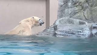 フブキ大喜び♪ユキママがプールに入ったら♡男鹿水族館GAOのホッキョクグマʕ•ᴥ•ʔ親子