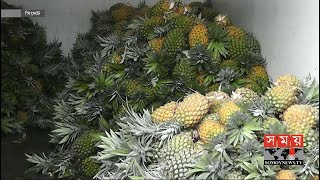 'জায়েন্ট কিউ' তিনমাসী আনারসের ভালো ফলন | Pineapple Cultivation | Giant Kew