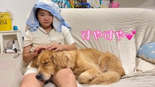 世界一安心できる場所で幸せそうに眠る大型犬クッキー【ゴールデンレトリバーとミニチュアダックスフンド】