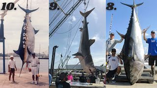 The 10 BIGGEST fish ever caught