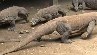 KOMODO, TEKS LAPORAN HASIL OBSERVASI KOMODO LHO