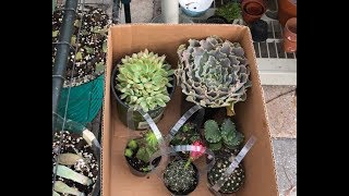 Home Depot  succulent and cactus haul/ what to do when they are soaked!