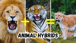 10 Crazy Animal Hybrids - That Actually Exists!