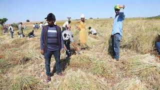 የዘማች አርሶ አደር ሰብል ስብሰባላይ የዘማች ቤተሰብ እና ተሳታፊዎች ያደረጉት ንግግር