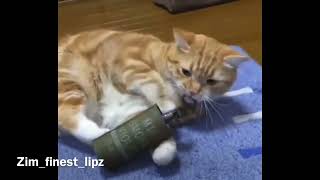 Cat vs Grenade