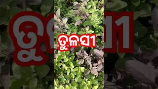 ତୁଳସୀ କୁ ଛୁଇଁ ବା ଆଗରୁ ଏହି  ମନ୍ତ୍ର ଟି #viral #shortvideo #bastusastra