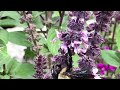 african blue basil is evergreen perennial u0026 the perfect bee magnet from campbell s freedom farm