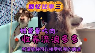 【钱袋爱吃肉】钱兜的病逝对钱袋的打击很大，治愈我们的同时也收养了一只可怜的流浪狗，起名钱多多