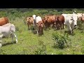 Beautiful zimbabwe cows