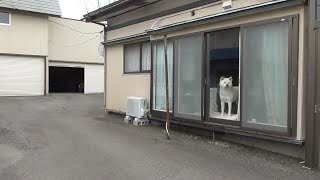 【秋田犬ゆうき】お姉さんがピカピカの新車♪に乗って帰って来たので見守る【akita dog】