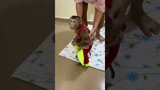 monkey jenny well come baby monkey chichi