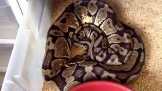 Ball Python Collection update (part 2) 2015