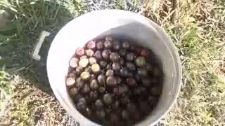 Picking Siniguelas /Spanish plum