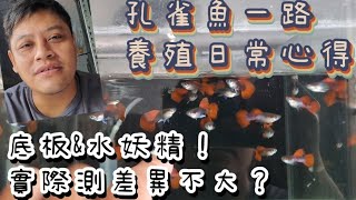 孔雀魚一路養殖日常心得？要很有耐心、好嗎