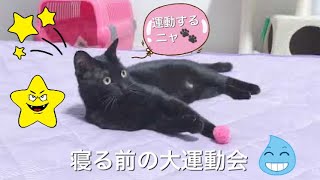 【黒猫みみちゃん】寝る前の大運動会　激しすぎる子猫