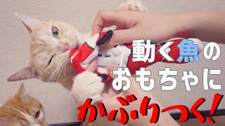 【ダンシングフィッシュ】動く魚のおもちゃにかぶりつく猫が可愛すぎる