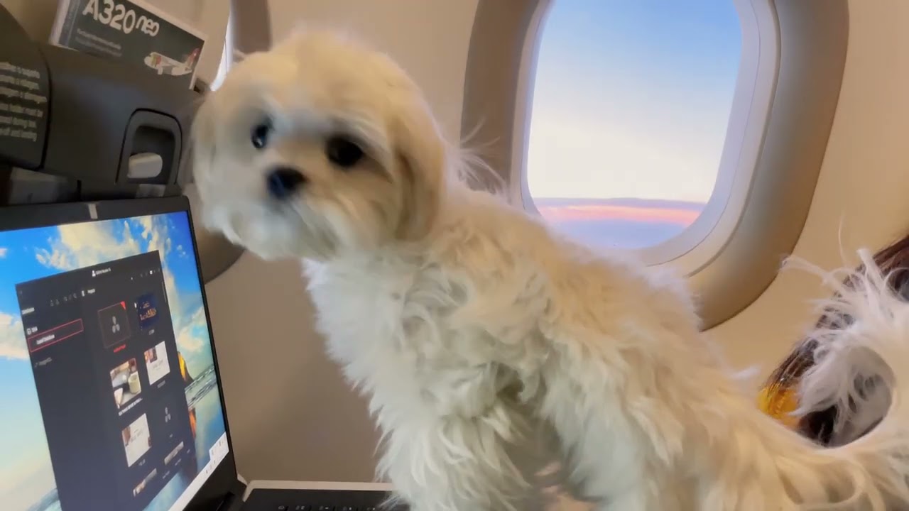 WE TOOK A PUPPY IN THE AIRPLANE, WHAT HAPPENED?