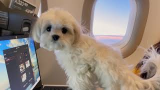 WE TOOK A PUPPY IN THE AIRPLANE, WHAT HAPPENED?