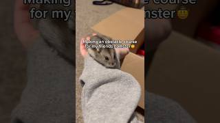 I made an OBSTICAL COURSE for a hamster?!🐹#trending #hamsters #funny #viralvideo #animals #fyp