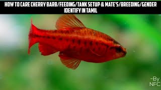 HOW TO CARE CHERRY BARB FISH/FEEDING/TANK SETUP \u0026 MATE'S/BREEDING/GENDER IDENTIFY IN TAMIL