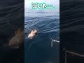 クエ釣り🐟️　 クエ　 アラ　