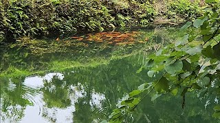 School of wild red devil cichlids in a canal in florida