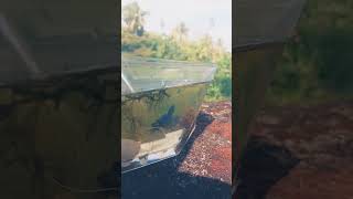 Look മുഖ്യം അതാണു അതിന്റെ രീതി][ fishing aquatics ][BETTA FISH]