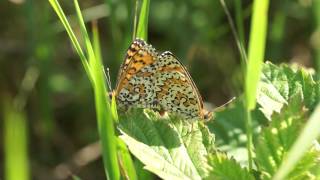 Hnědásek jižní - Melitaea trivia