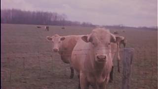 Dairy farmers dump milk in protest