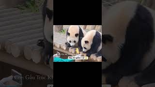 Ruibao quạo khi thấy Huibao giẫm vào chân mình 🤣 #panda #ruibao #huibao