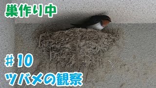 ツバメの巣作りを観察♯10