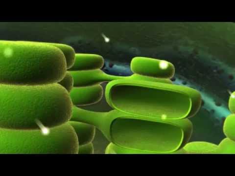 What pigment absorbs sunlight for photosynthesis?